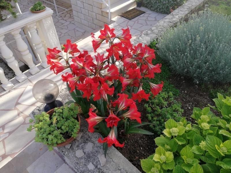 Apartment Cactus Donji Okrug  Εξωτερικό φωτογραφία