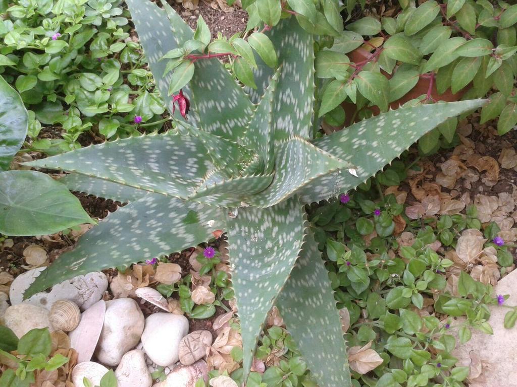 Apartment Cactus Donji Okrug  Εξωτερικό φωτογραφία