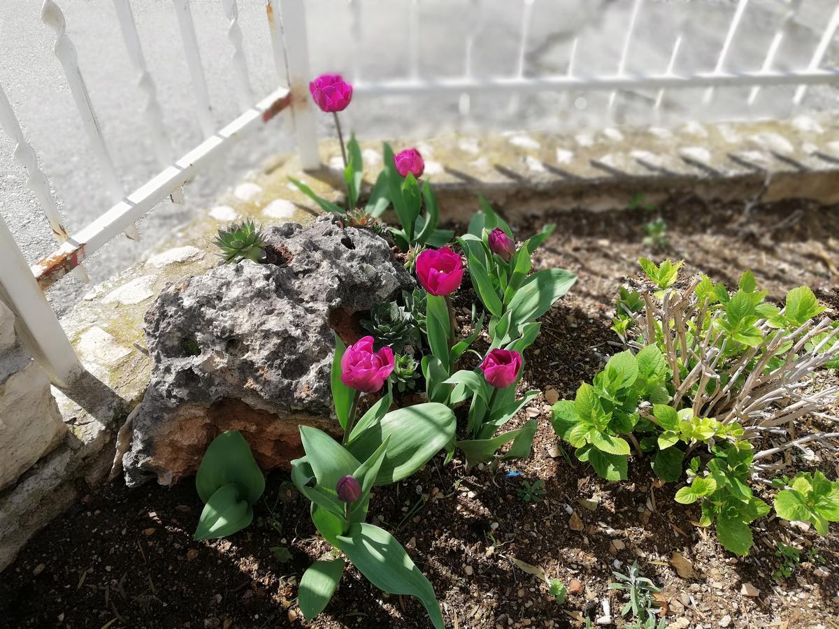 Apartment Cactus Donji Okrug  Εξωτερικό φωτογραφία